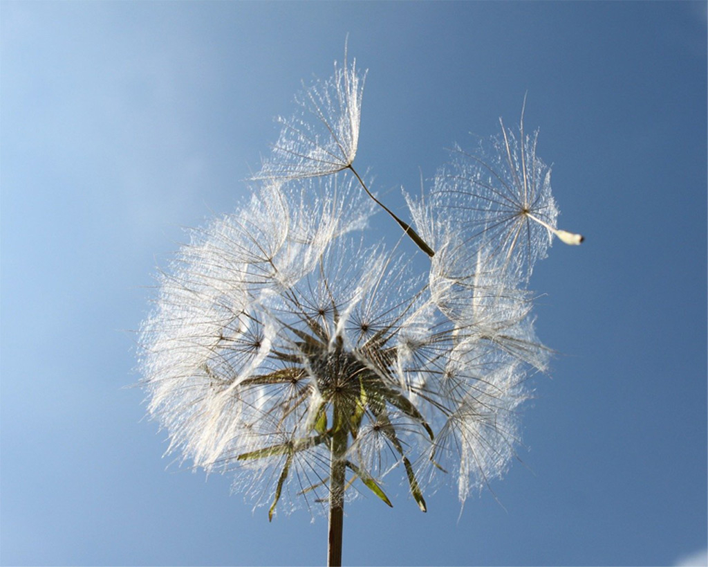 Hay fever: what to do during pollen season